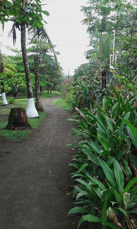 Cabinas Balcon Del Mar Tortuguero Ngoại thất bức ảnh