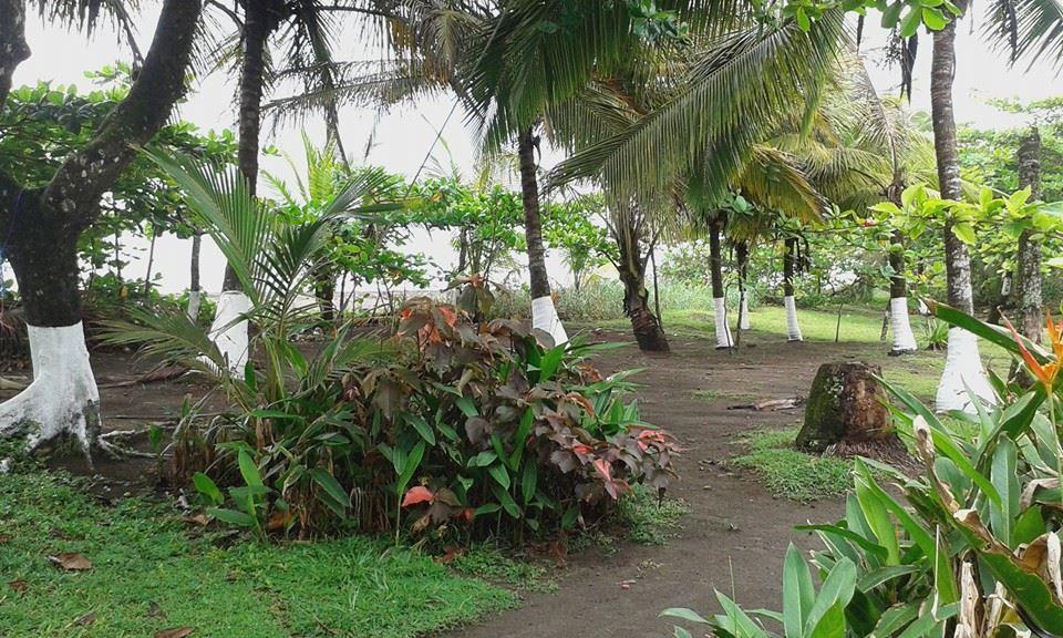 Cabinas Balcon Del Mar Tortuguero Ngoại thất bức ảnh