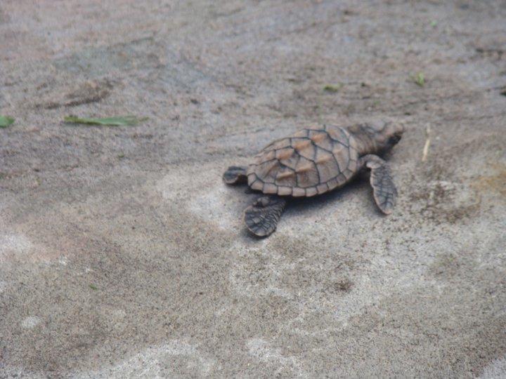 Cabinas Balcon Del Mar Tortuguero Ngoại thất bức ảnh